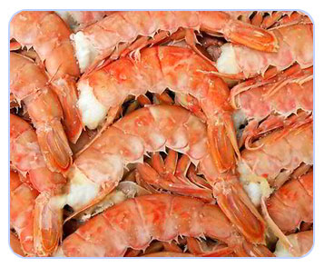argentinean shrimp